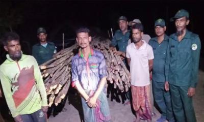 সুন্দরবনের কর্তন নিষিদ্ধ গরান কাঠ সহ তিন চোরাকারবারি আটক