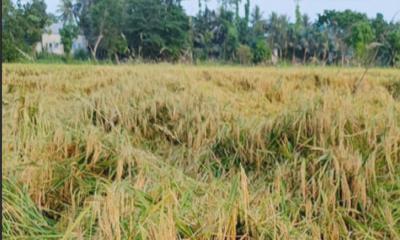 গোপালগঞ্জে বেড়েছে বিনাধান-২৫ এর আবাদ