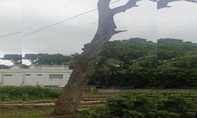 টেন্ডার ছাড়াই সরকারি গাছ কাটার অভিযোগ