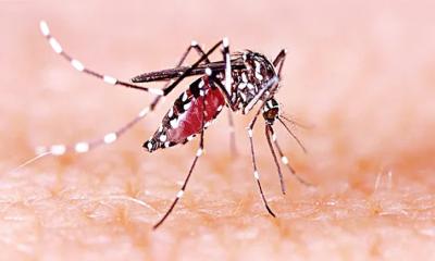 ডেঙ্গুতে আরও ৪ জনের মৃত্যু, নতুন ভর্তি ১,০৪১