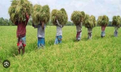 কৃষি-অর্থনীতিতে সরকারি ব্যয়ের পুনর্বিন্যাস  টেকসই উন্নয়ন ও কর্মসংস্থানের নতুন দিগন্ত