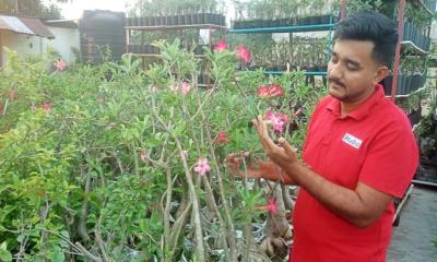 কাঁটা আর রঙে বোনা ছাদ বাগান