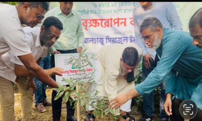 ব্রাহ্মণবাড়িয়া জেলা পরিষদের উদ্যোগে বৃক্ষরোপণ