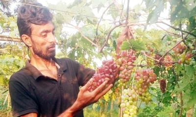 আঙুর চাষে বাবরের বাজিমাত