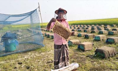 ভাঙ্গুড়ায় সরিষা ক্ষেতে ব্যস্ত মৌচাষিরা, কোটি টাকার মধু উৎপাদনের সম্ভাবনা