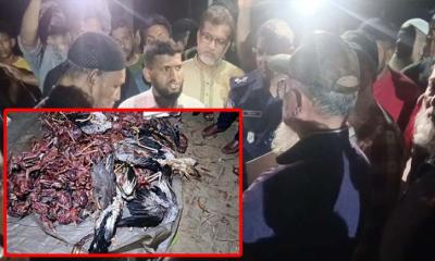 শখের বশে ৭ বস্তা পরিযায়ী পাখি শিকার করলেন সাবেক সেনা কর্মকর্তা!