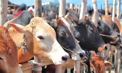 কোরবানিতে ভারতীয় গরু ঢুকতে দেবে না সরকার