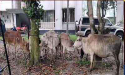 সিরাজগঞ্জে চুরি হয়ে যাওয়া গরুগুলো উদ্ধার করেছে পুলিশ