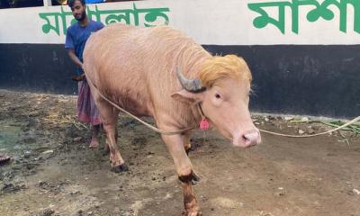 স্বরাষ্ট্রমন্ত্রীর হস্তক্ষেপ, কোরবানি হচ্ছে না ‘ডোনাল্ড ট্রাম্প’