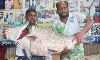 পদ্মার এক কাতল বিক্রি হলো ৬৮ হাজার টাকায়