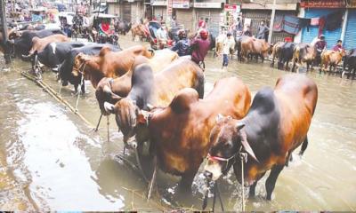 পশুরহাট ও ঘরে ফেরা মানুষের দুর্ভোগ