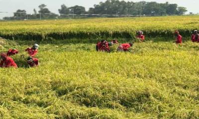 ‎ভোর থেকে সন্ধ্যা—চলনবিলে চলছে ধান কাটার ব্যস্ততা
