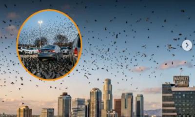 তেলআবিবের আকাশে হাজার হাজার কাক, যে ভয়ের কথা জানালো ধর্মীয় তাত্ত্বিকরা