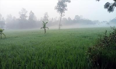 কুড়িগ্রামে শীতের আনাগোনা, ভোরে কুয়াশায় ঢাকছে চর-গ্রাম
