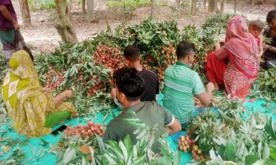 মাগুরায় ৮৫ কোটি টাকার লিচু বিক্রির সম্ভাবনা