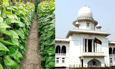 দূর হলো পান রপ্তানির আইনগত বাধা, হাইকোর্টের আদেশ স্থগিত