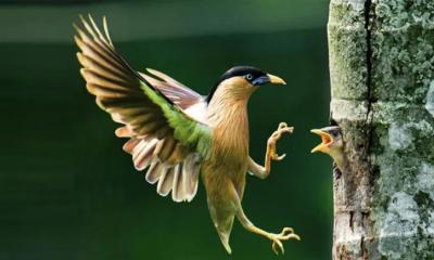 বামুনশালিকের ঠিকানা রাজশাহী বিশ্ববিদ্যালয়