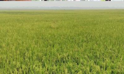 বিল কুমারী বিলের বুকে সবুজ-সোনালীর সমারোহ