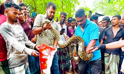 ঘরের সিলিং থেকে বিশাল অজগর সাপ উদ্ধার