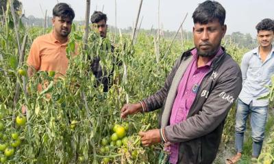 চান্দিনায় কিশোরের হাতে ধ্বংস এক বিঘা জমির টমেটো গাছ