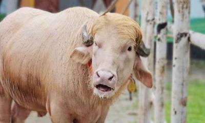 কোরবানির অপেক্ষায় ‘ডোনাল্ড ট্রাম্প’