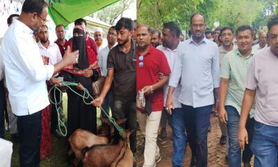 বান্দরবান নাইক্ষ্যংছড়ি গয়াল প্রজনন কেন্দ্র পরিদর্শনে পশু বিতরণ করেন,  প্রতিমন্ত্রী সুলতান সালাউদ্দিন টুকু এমপি