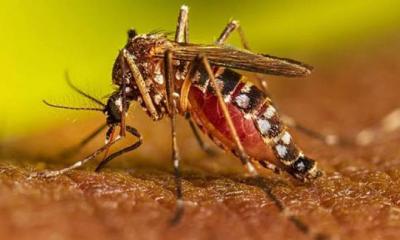 ডেঙ্গু নিয়ে  ডব্লিউএইচও’র সতর্কবার্তা