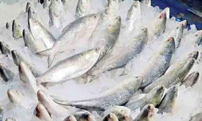 দুর্গাপূজায় বাংলাদেশের ইলিশ চায় ভারত, নিষেধাজ্ঞা তুলে নেওয়ার আহ্বান