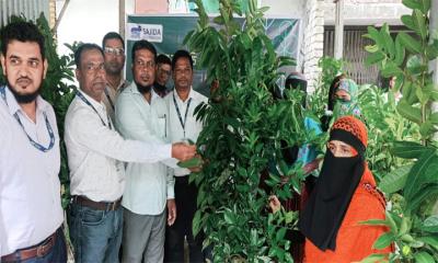শাহজাদপুরে সাজেদা ফাউন্ডেশনের উদ্যোগে  চারা বিতরণ