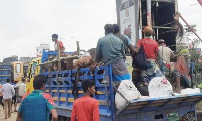 গাবতলী হাটে দামের বড় ধস: বিক্রি না  হওয়া গরু নিয়ে চরম বিপাকে ব্যাপারীরা
