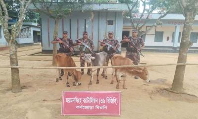 বিজিবির অভিযানে ৩টি ভারতীয় গরু জব্দ