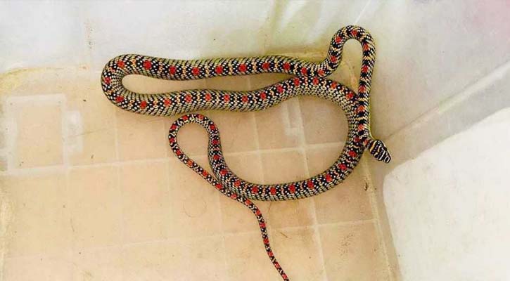 বাসা থেকে অক্ষত অবস্থায় উদ্ধার হলো ‘কালনাগিনী’ সাপ