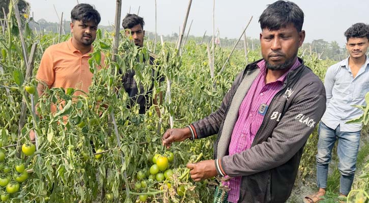 চান্দিনায় কিশোরের হাতে ধ্বংস এক বিঘা জমির টমেটো গাছ