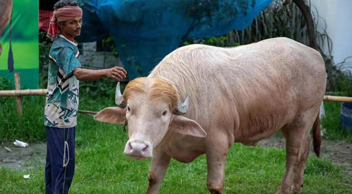 ‘ট্রাম্প মহিষ’ নিয়ে মজার প্রতিক্রিয়া জানাল ইরান