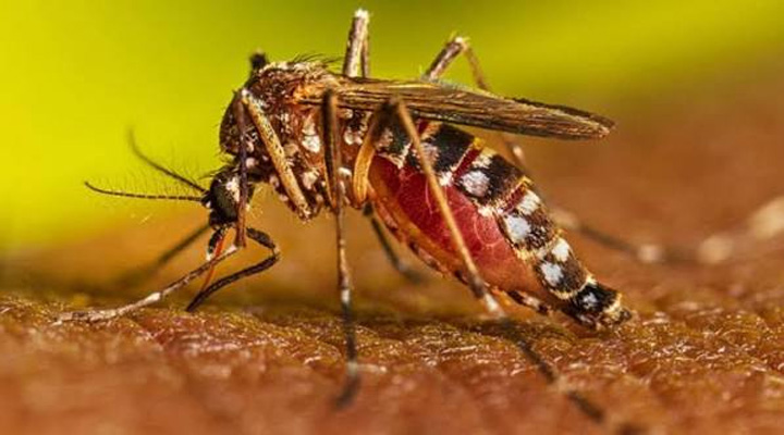 ডেঙ্গু নিয়ে  ডব্লিউএইচও’র সতর্কবার্তা