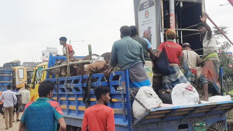 গাবতলী হাটে দামের বড় ধস: বিক্রি না  হওয়া গরু নিয়ে চরম বিপাকে ব্যাপারীরা